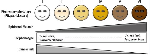 Fitz skin tone scale, fitzpatrick scale, fitzpatrick skin tone scale